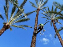 Tala y poda en Altura de árboles en Granada y municipios Tala y poda en Altura de árboles en Granada y municipios