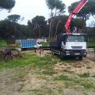 Tala y poda de árboles en altura, JAÉN Poda y tala de árboles en altura, JAÉN